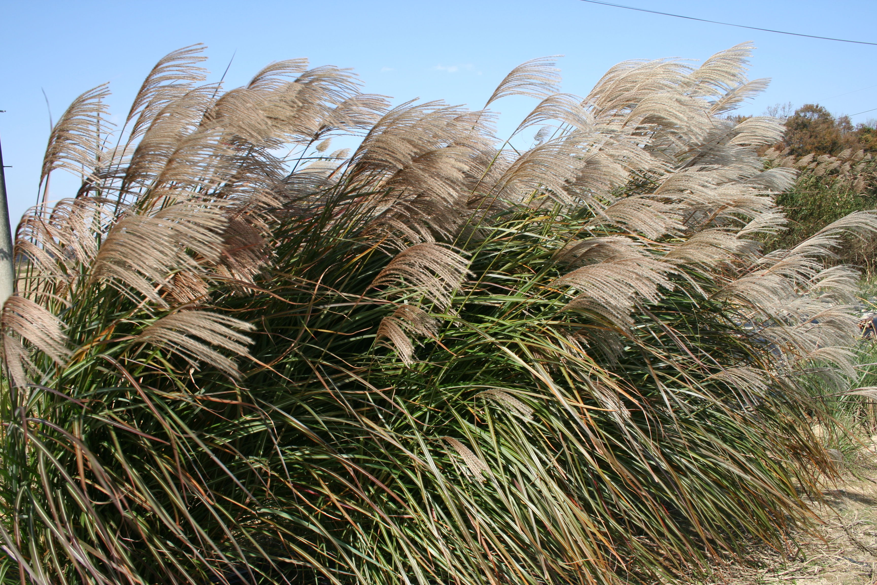 Miscanthus sinensi